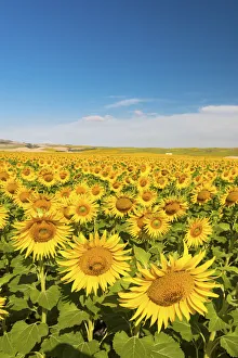 Images Dated 16th May 2016: Spain, Andalusia, Seville, Sunflower fields
