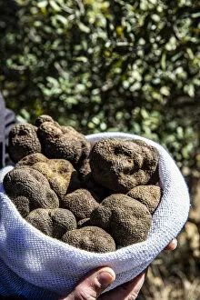 Images Dated 1st October 2020: Spain, Aragon, Cantavieja, Bag of black truffles