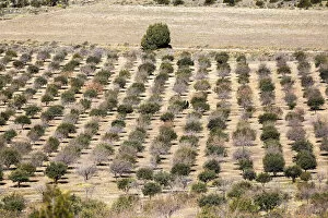 Images Dated 1st October 2020: Spain, Aragon, Mora de Rubielos, Cultivation of truffles in the area of Mora de Rubielos