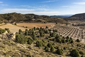 Spain, Aragon, Mora de Rubielos, Cultivation of truffles in the area of Mora de Rubielos