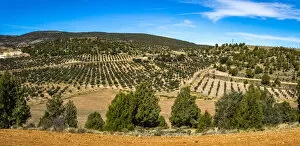 Spain, Aragon, Mora de Rubielos, Truffle cultivation in the area of Mora de Rubielos