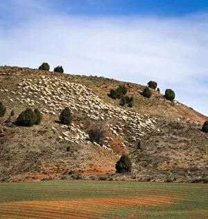 Images Dated 1st October 2020: Spain, Aragon, Sarrion, Sheeps in a rural landscape