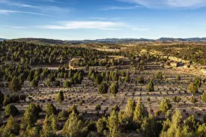 Teruel Prints: Spain, Aragon, Valbona, Truffle cultivation in the Masaia Rio Pilas estate