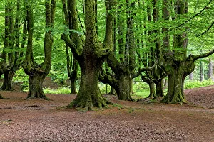 Images Dated 31st May 2023: Spain, Basque Country, Otzarreta Beech forest, Natural Park