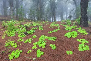 Spain, Canary Islands, El Hierro, Meseta de Nizdafe