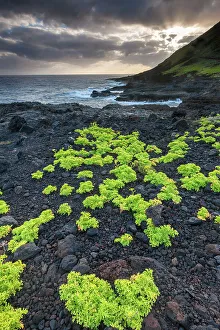 Images Dated 8th August 2022: Spain, Canary Islands, El Hierro, Punta Norte