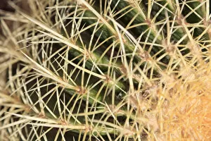 Images Dated 15th May 2012: Spain, Canary Islands, Fuerteventura, Historic Betancuria town, detail of wild cactus