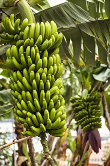 Spain, Canary Islands, La Palma Island, San Andres, bananas