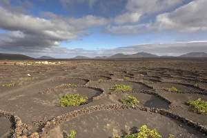 Spain, Canary Islands, Lanzarote, La Geria, Typical Malvasia Wine Plantation