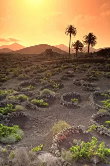 Images Dated 2012 May: Spain, Canary Islands, Lanzarote, Timanfaya National Park, Malvasia Wine Plantation