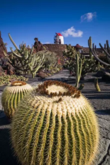 Botanical Garden Prints: Spain, Canary Islands, Lanzarote, Guatiza, Jardin de Cactus, botanical park designed