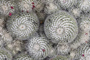 Spain, Canary Islands, Lanzarote, Guatiza, Jcactus, Mammillaria Karwinskiana