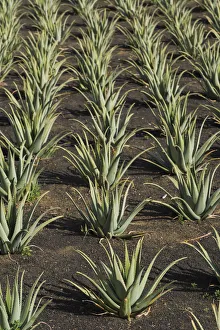 Aloe Prints: Spain, Canary Islands, Lanzarote, El Capitan, aloe plantation