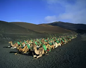 Images Dated 6th November 2008: Spain, Canary Islands, Lanzarote, Timanfaya National Park, Camels