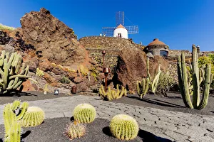 Canary Prints: Spain, Canary Islands, Lanzarote Island, Guatiza, the Cactus garden draw by Cesar