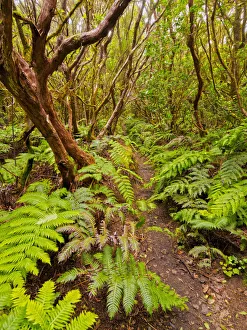 Fern Prints: Spain, Canary Islands, Tenerife, El Bailadero, Bosque Encantado in Anaga Rural Park
