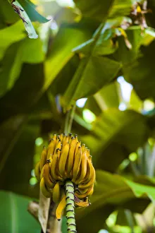 Spain, Canary Islands, Tenerife, La Orotava, Hijuela del Botanico, botanical garden
