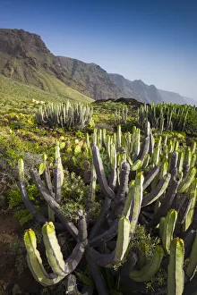 Spain, Canary Islands, Tenerife, Punta de Teno, coastal cactus