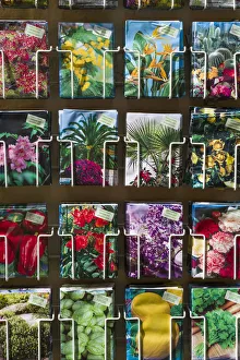 Seeds Prints: Spain, Canary Islands, Tenerife, Icod de los Vinos, flower seeds for sale