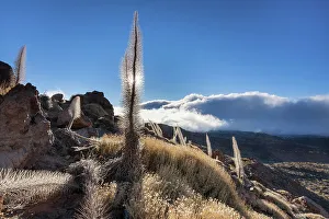 Images Dated 8th August 2022: Spain, Canary Islands, Tenerife, Teide National Park