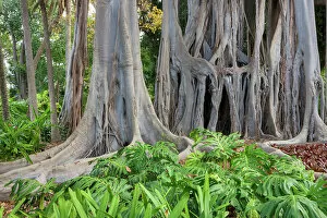 Spain, Canary Islands, Tenerife, Botanical Garden, Ficus columnaris