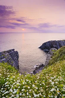Images Dated 15th March 2019: Spain, Cantabria, Castro-Urdiales, cove with wild flowers