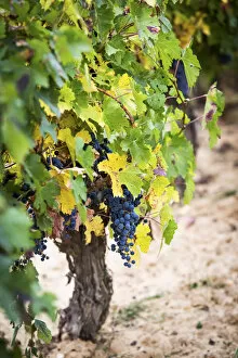 Images Dated 31st May 2022: Spain, Castile and Leon, Burgos, Aranda del Duero, Tempranillo grapes in Torremilanos winery