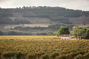 Images Dated 31st May 2022: Spain, Castile and Leon, Valladolid, Curiel de Duero, Vineyards in the Legaris winery