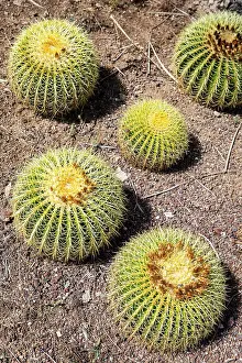 Soil Prints: Spain, Catalonia, Barcelona, Mossen Costa i Llobera garden, Various species of cactus