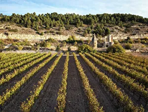 Images Dated 8th March 2023: Spain, Catalonia, Lerida, Guimera, Ruins of Santa Maria di Vallsanta church