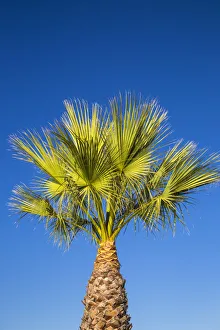 Gibraltar Prints: Spain, La Linea, Palm tree