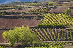 Images Dated 1st March 2012: Spain, La Rioja Region, La Rioja Province, Bobadilla, vineyards