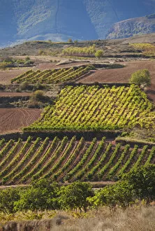 Images Dated 1st March 2012: Spain, La Rioja Region, La Rioja Province, Bobadilla, vineyards