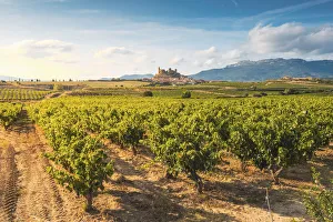 Spain, La Rioja, San Vicente de la Sonsierra. Lush vineyards in summer