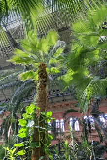 Vegetation Collection: Spain, Madrid, Atocha Railway Station (Estacion de Atocha)