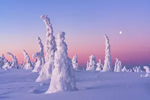 Shape Prints: Sparse frozen trees wrapped in snow under a romantic sky at sunrise