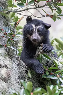 Habitat Prints: spectacled bear (Tremarctos ornatus) in Northern Ecuador, Ibarra province