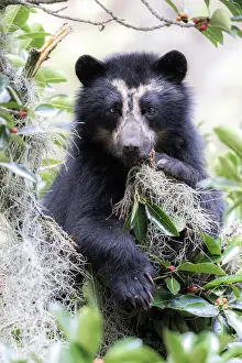 Habitat Prints: spectacled bear (Tremarctos ornatus) in Northern Ecuador, Ibarra province