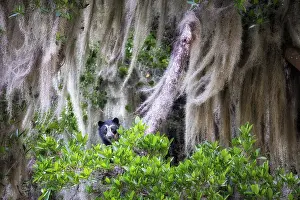 Habitat Prints: spectacled bear (Tremarctos ornatus) in Northern Ecuador, Ibarra province