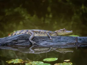 Reptiles Prints: Spectacled Caiman (Caiman crocodilus), Boca Tapada, Alajuela Province, Costa Rica
