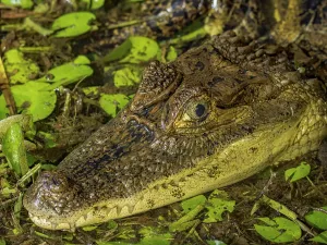 Crocodiles Prints: Spectacled Caiman (Caiman crocodilus), Boca Tapada, Alajuela Province, Costa Rica