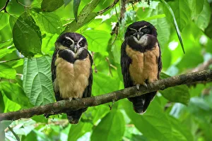 Raptors Prints: Spectacled owl (Pulsatrix perspicillata), Limon, Costa Rica