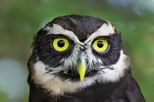 Costa Rican Prints: Spectacled Owl (Pulsatrix perspicillata) - captive bred