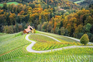 Vine Prints: Spicnik, Kungota, Drava region, Slovenia, East Europe