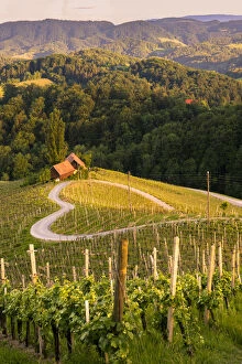 Vineyards Collection: Spicnik, Kungota, Drava region, Slovenia, East Europe