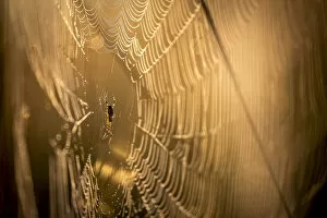 Images Dated 17th June 2020: Spider on dew dropped web, Moremi Game Reserve, Okavango Delta, Botswana
