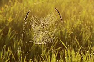 Spider Web Prints: SPider web in grasses Fannystelle, Manitoba, Canada