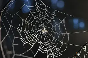 Spider Prints: Spider web with morning dew in the Rheingau-Taunus Nature Park above Engenhahn