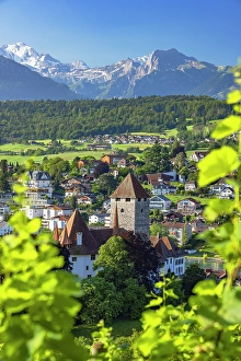 Spiez Prints: Spiez Castle and vineyards, Spiez, Canton of Bern, Switzerland