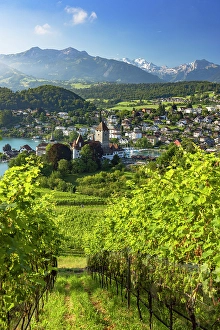 Lake Thun Prints: Spiez Castle and vineyards, Spiez, Canton of Bern, Switzerland